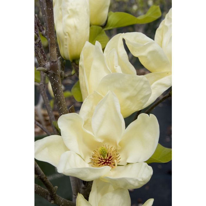 Magnolia x Elizabeth TF 