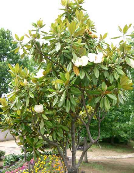 Magnolia grandiflora 