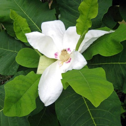 Magnolia macrophylla ashei 