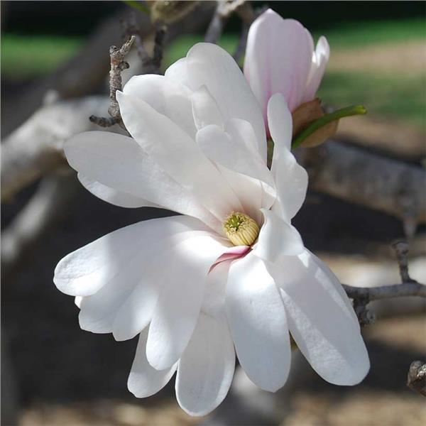 Magnolia st Royal Star 4&