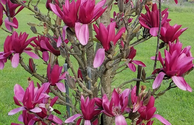 Magnolia x Burgundy Star TF 