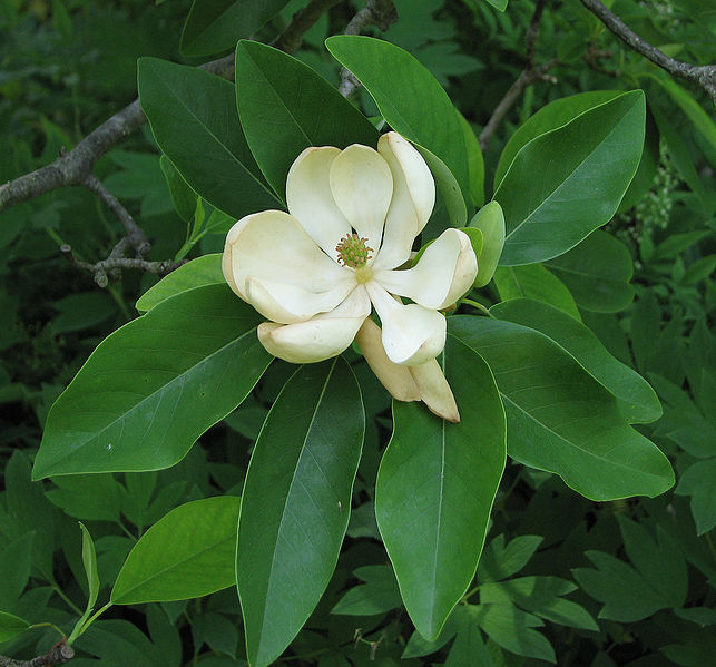 Magnolia virginiana 7&