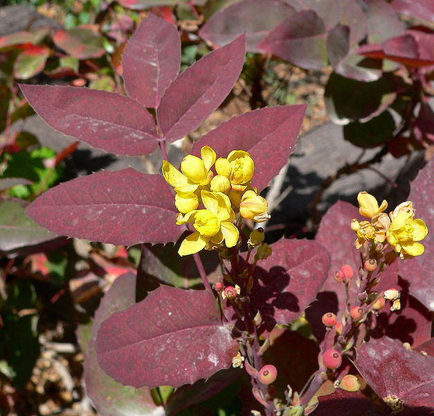 Mahonia aquifolium compacta 