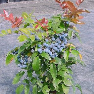 Mahonia aquifolium 