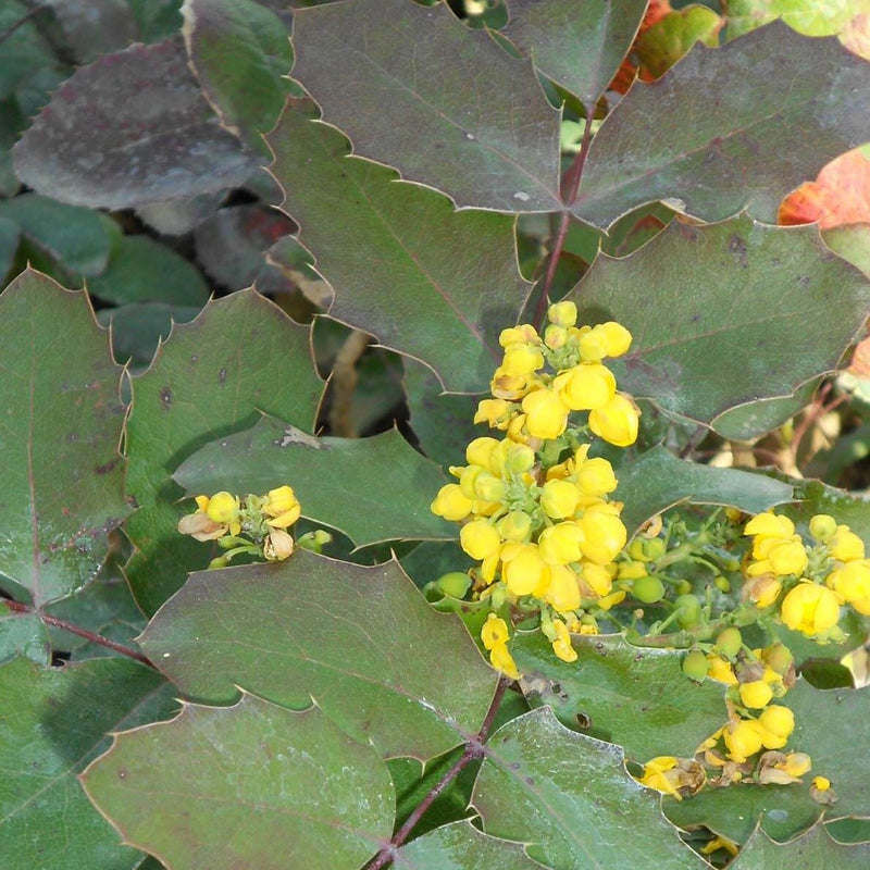 Mahonia repens 