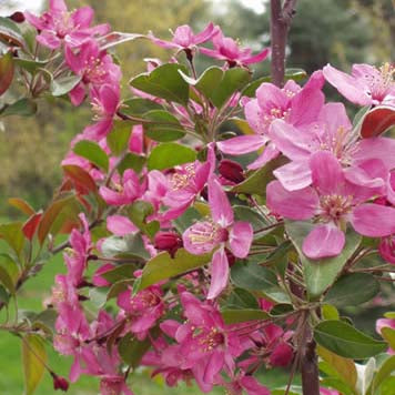 Malus Purple Prince 