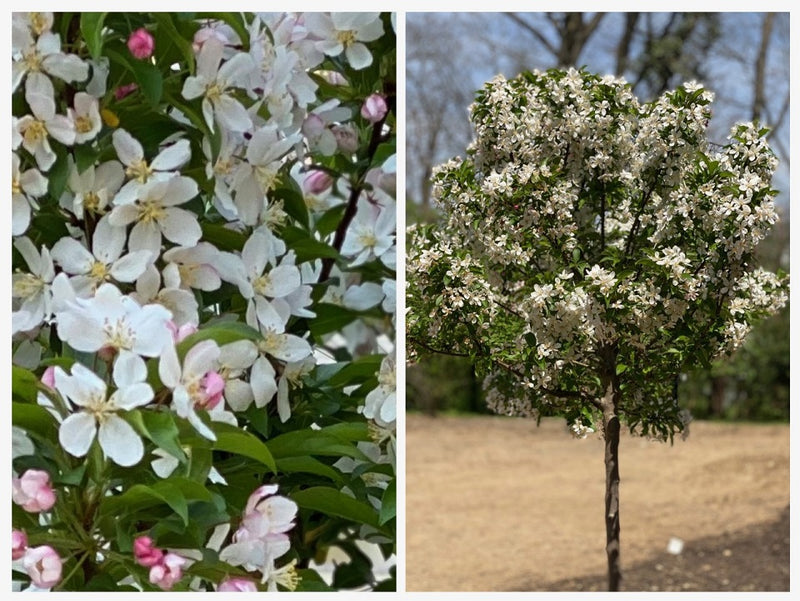 Malus Sparkling Sprite 