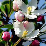 Malus Adirondack std 