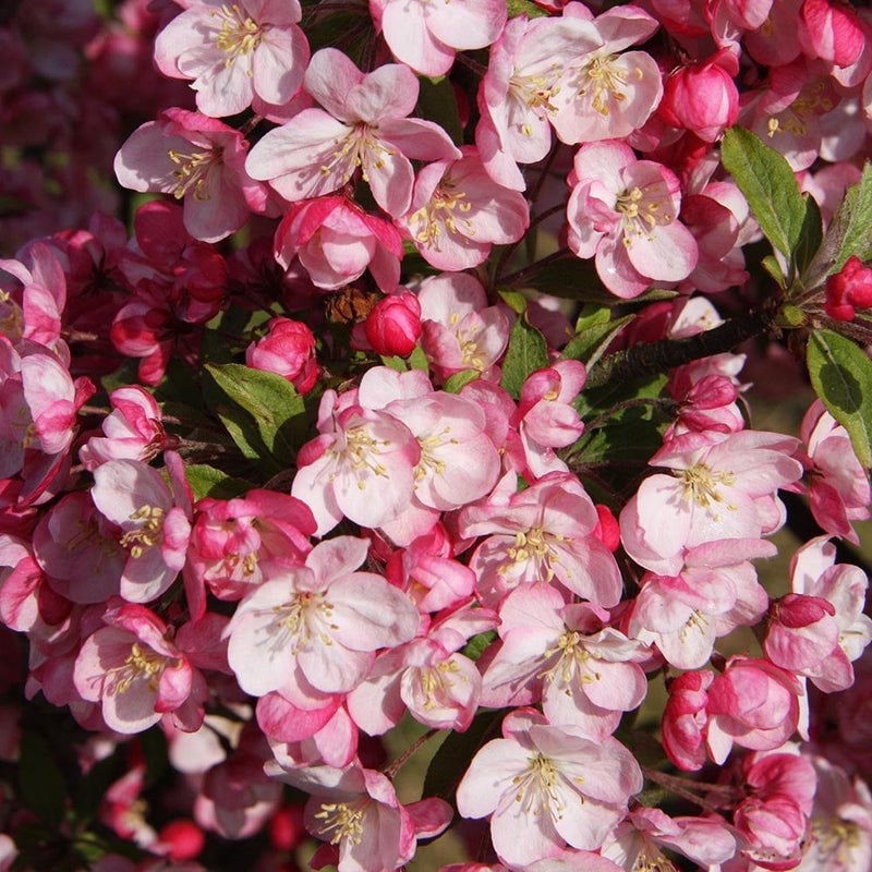 Malus Coralburst 