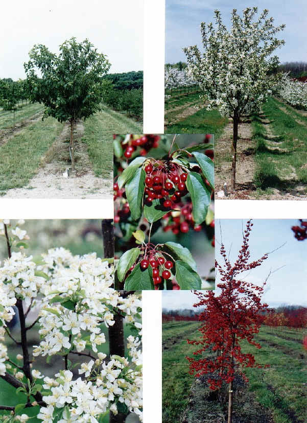 Malus Red Jewel 2"