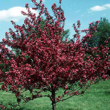 Malus Prairifire 2"