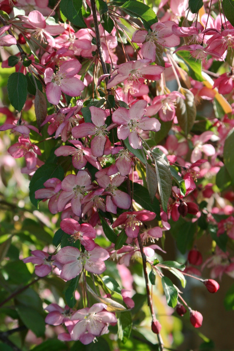 Malus Ruby Tears 