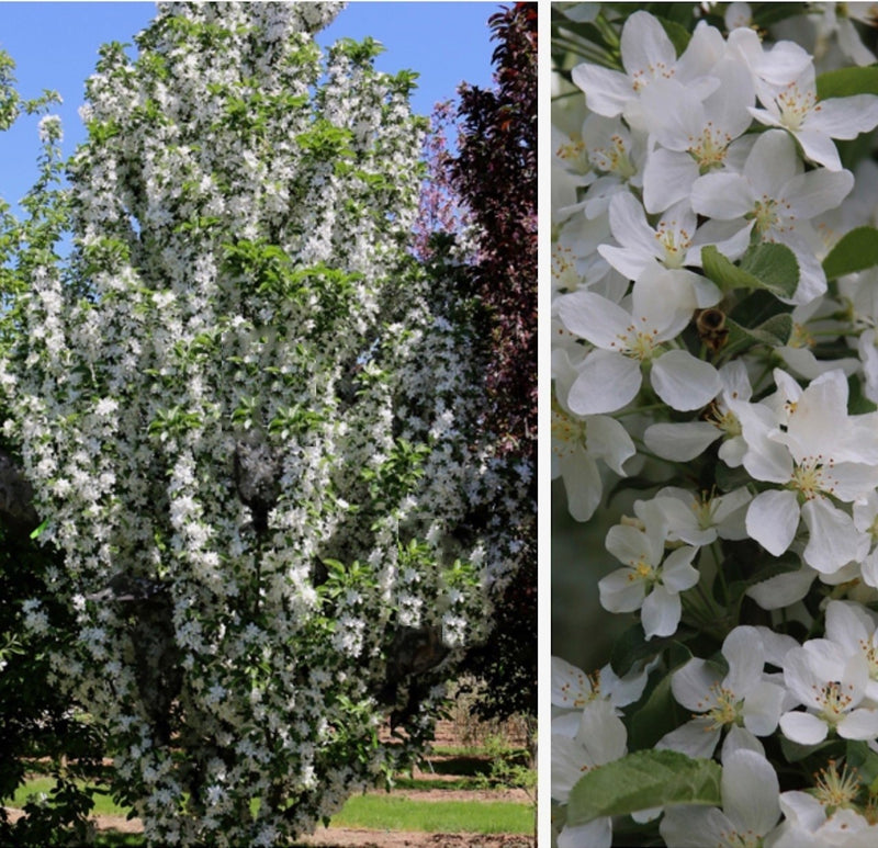 Malus Ivory Spear  1.5"