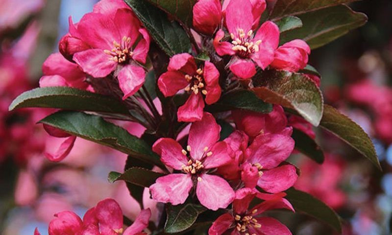 Malus Raspberry Spear 2"