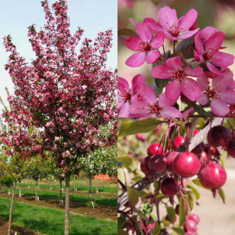 Malus Ruby Dayze 