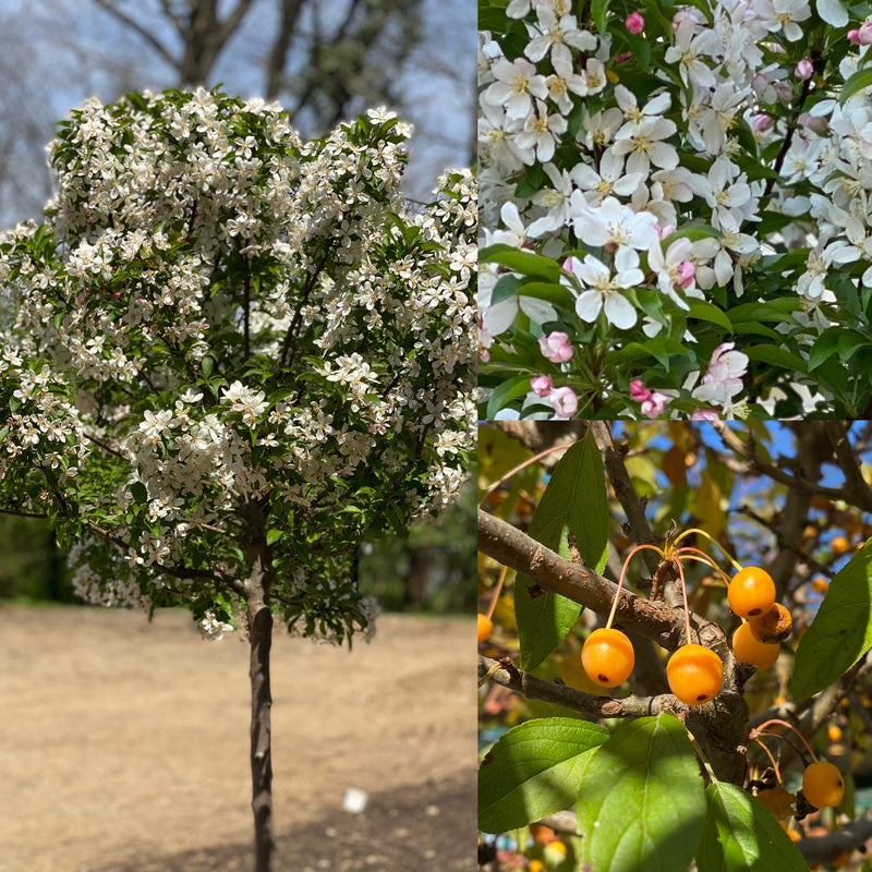 Malus Sparkling Sprite 1.75"