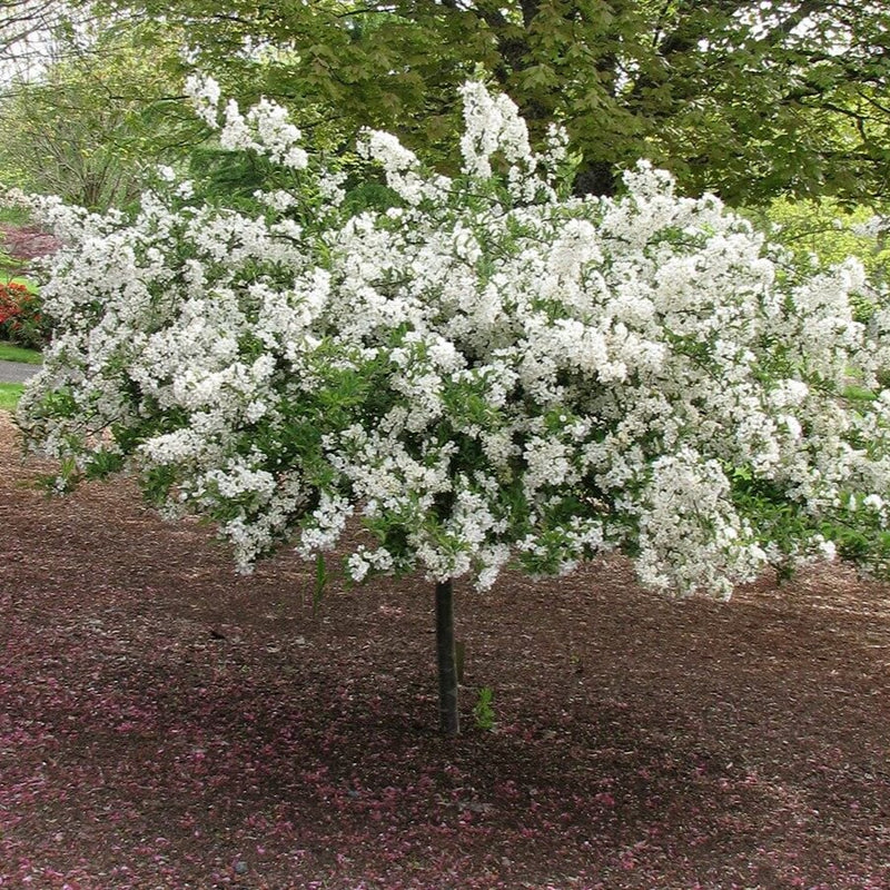 Malus Weeping Tina 2"
