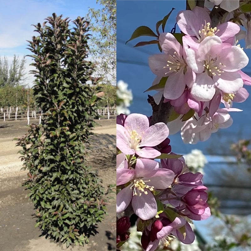 Malus Emerald Spire 
