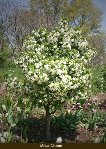 Malus Cinderella 