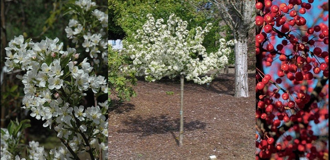 Malus sargent Firebird 