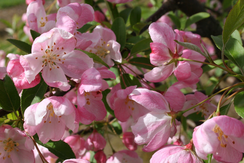 Malus Pink Sparkles  