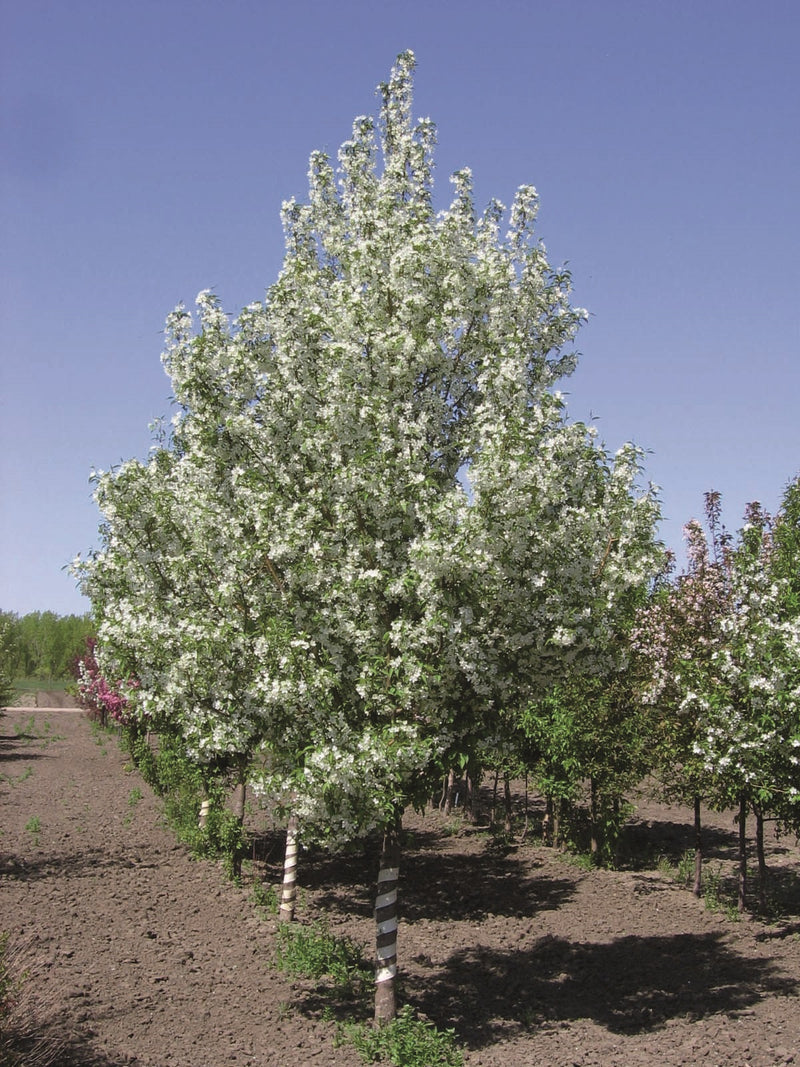 Malus Starlite 2"