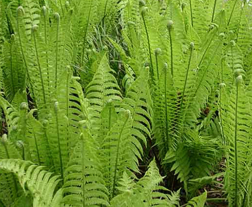 Fern-Matteuccia struthiopteris 