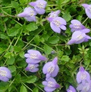 Mazus reptans 1 qt