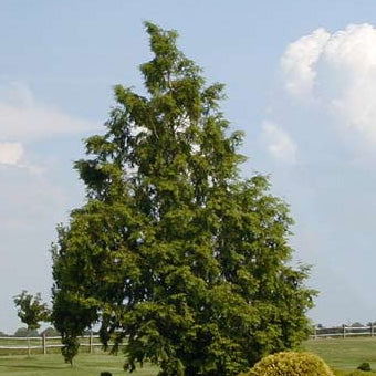 Metasequoia glyptostroboides 