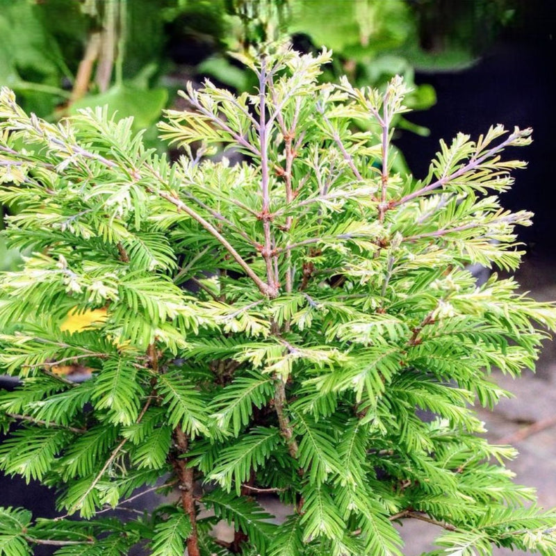 Metasequoia glyp North Light std spec
