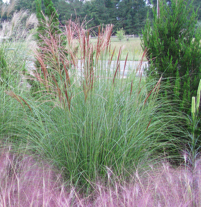 Miscanthus s Gracillimus 