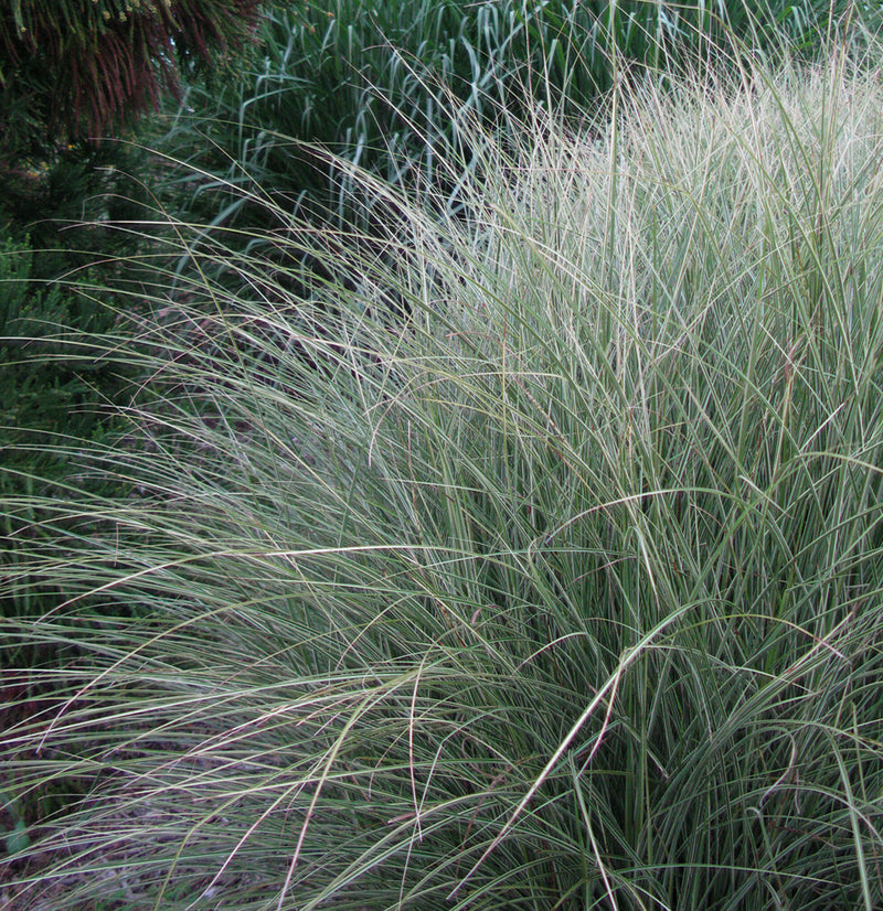 Miscanthus s Morning Light 