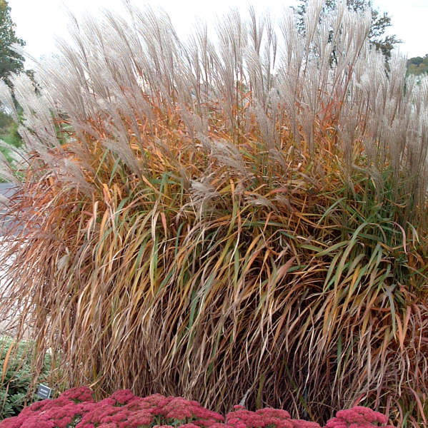 Miscanthus Purpurascens 