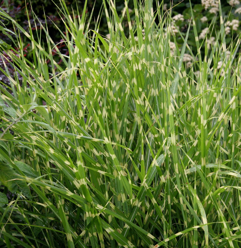 Miscanthus s Strictus 