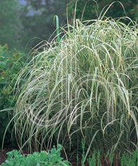 Miscanthus s variegata 