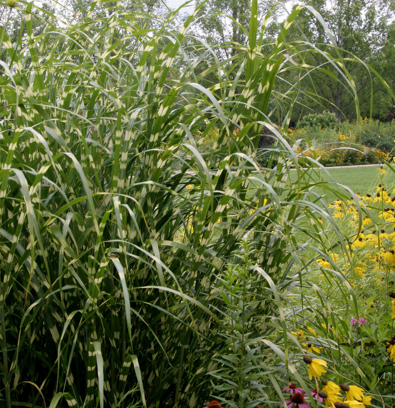 Miscanthus s Zebrinus 