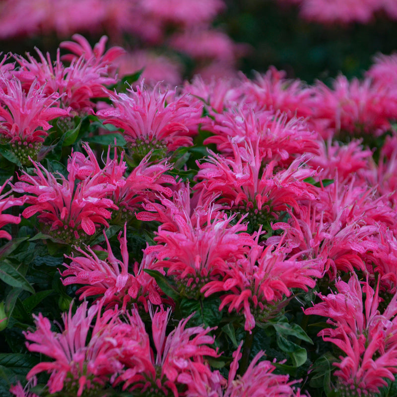 Monarda Electric Neon Pink 