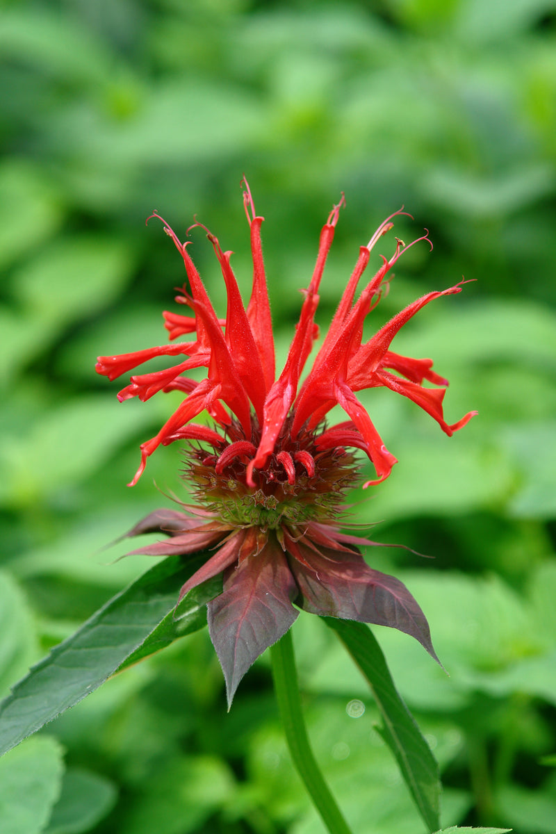 Monarda didyma Jacob Cline 