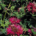 Monarda Raspberry Wine 