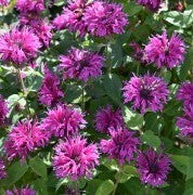 Monarda Bee-You Bee-Free 