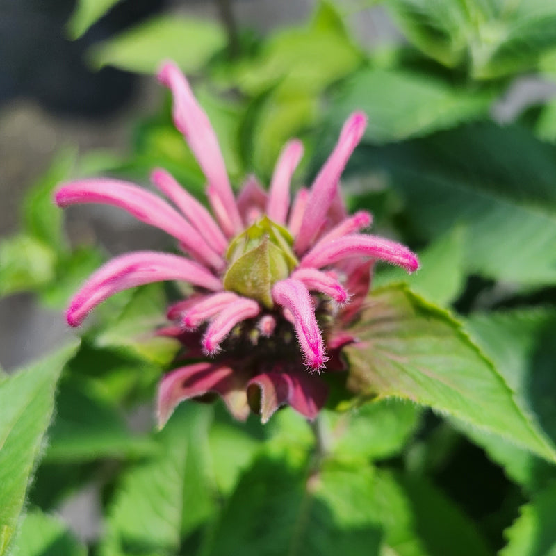 Monarda Bee-You® Bee-Lieve 