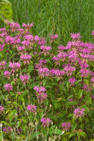 Monarda fistulosa Claire Grace 