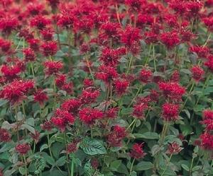 Monarda didyma 