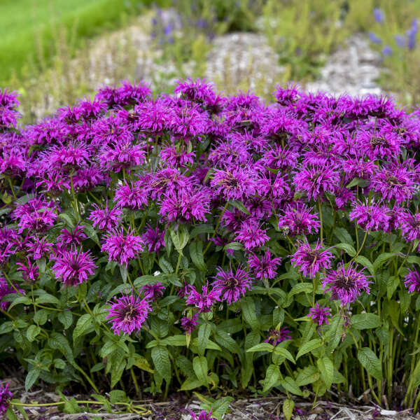 Monarda Electric Neon Purple 