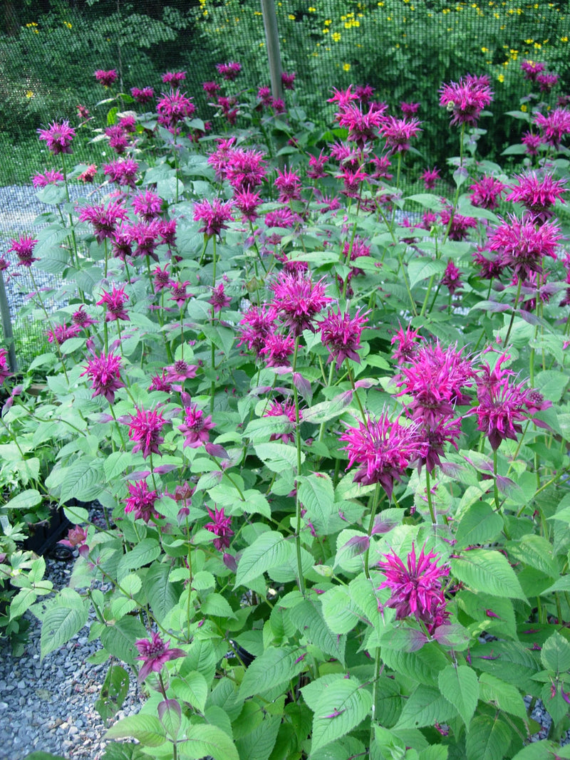 Monarda Judith&