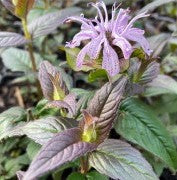 Monarda bradburiana Midnight Oil 