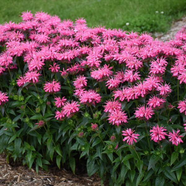 Monarda Pink Chenille PW