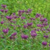 Monarda Purple Rooster 1 qt