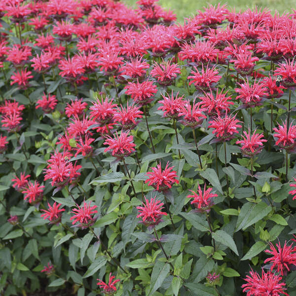 Monarda Red Velvet PW