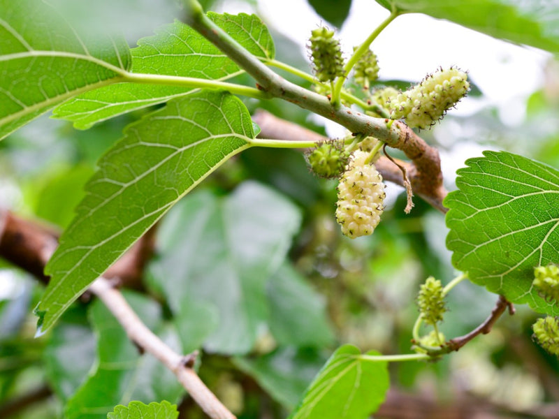 Morus alba unrunyu 